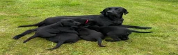 Labrador Retriever dogs for sale: Labrador puppies  in Doncaster - Advert 1