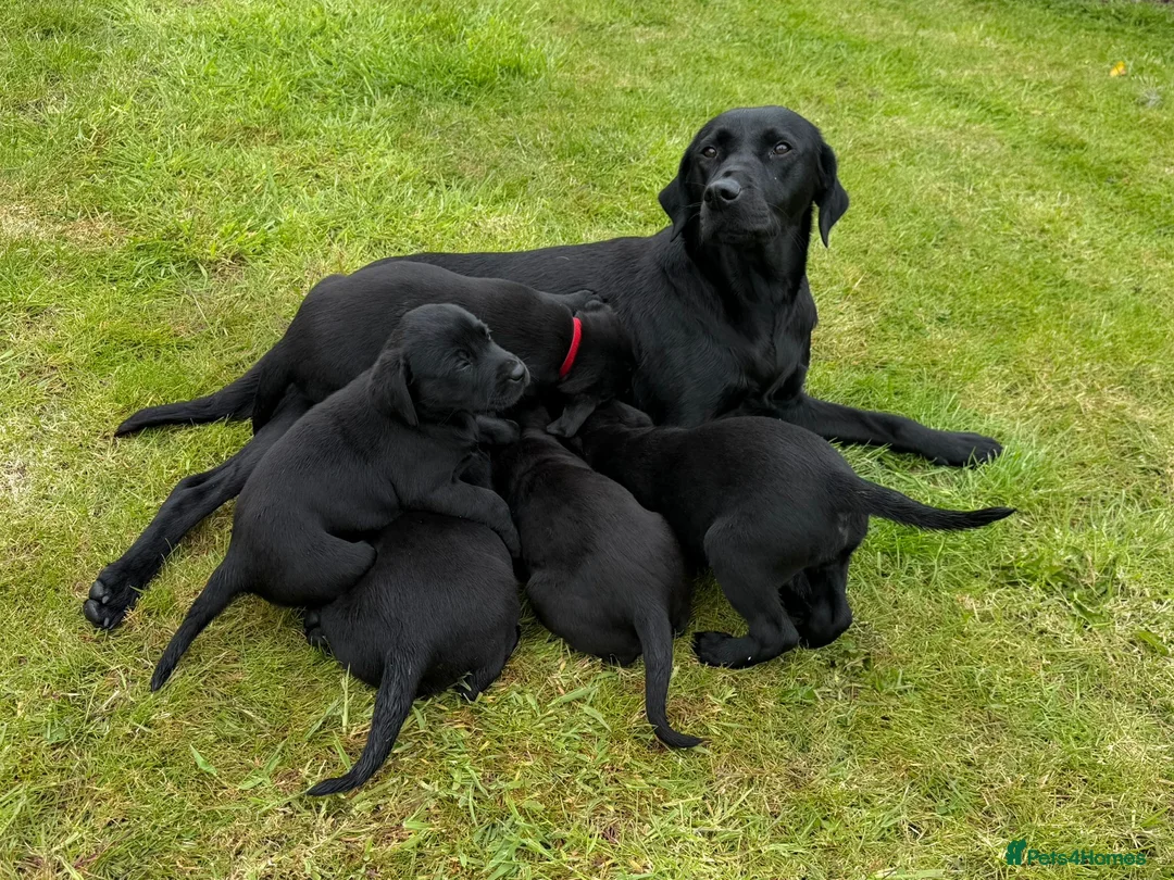 Labrador Retriever dogs for sale: Labrador puppies  in Doncaster - Advert 1