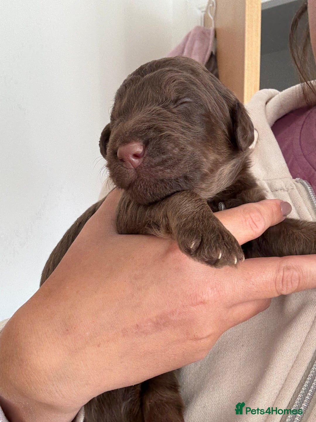 Labradoodle dogs for sale: Stunning Labradoodle Puppies  - Image 12