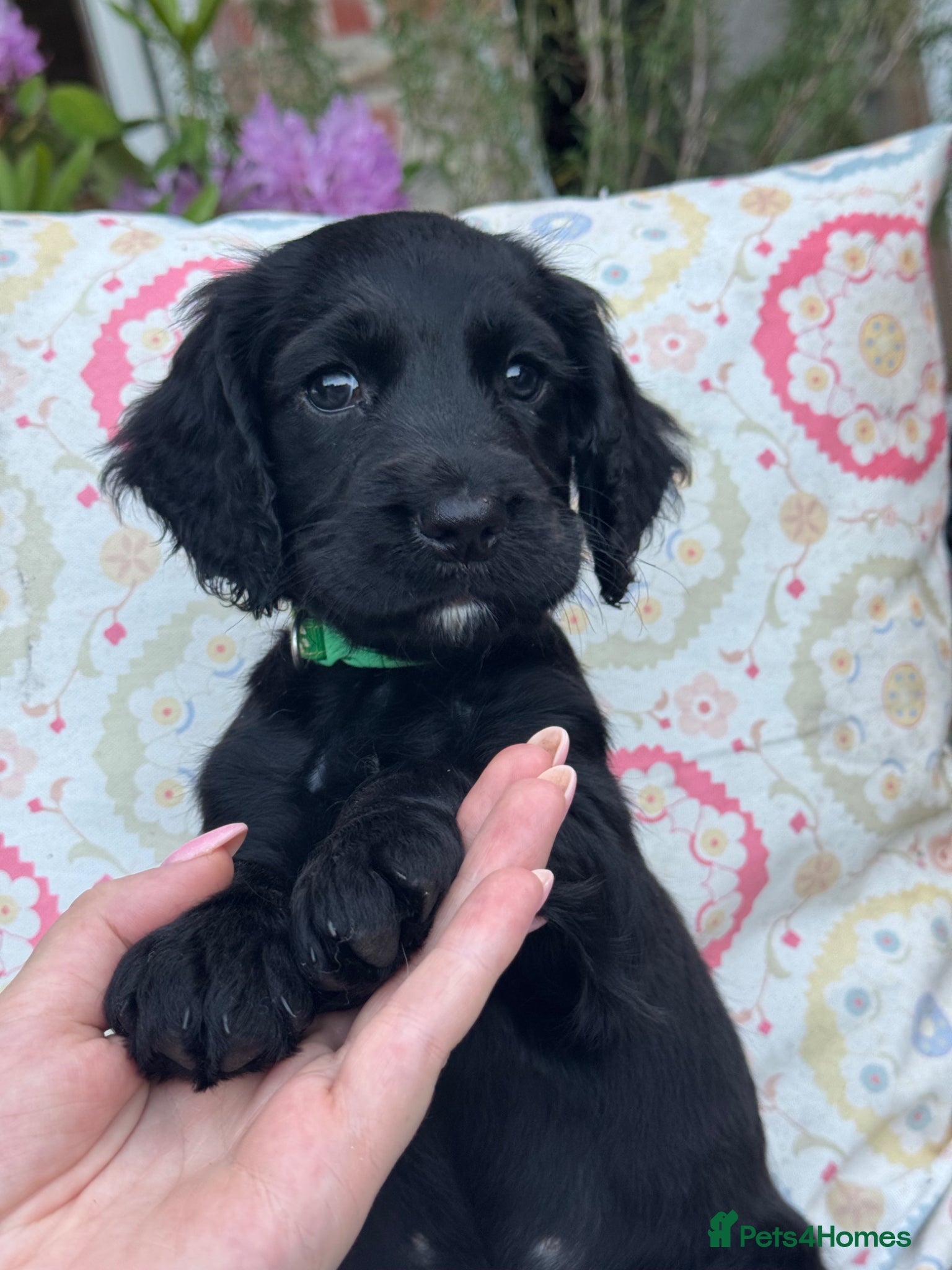 Cocker Spaniel dogs Pretty RKC Working Cocker Pups Fully DNA Tested - Advert 5