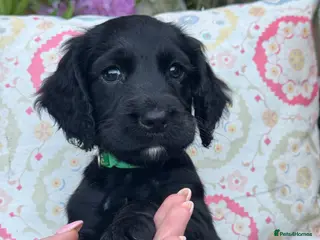 Cocker Spaniel dogs Pretty RKC Working Cocker Pups Fully DNA Tested - Advert 5