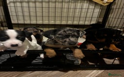 Jack Russell dogs for sale: Beautiful litter of Jack russel pups  - Advert 2