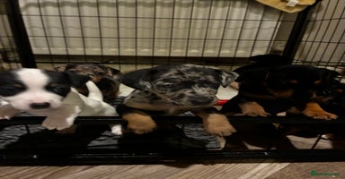 Jack Russell dogs Beautiful litter of Jack russel pups  - Advert 7