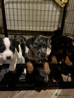 Jack Russell dogs Beautiful litter of Jack russel pups - Advert 3