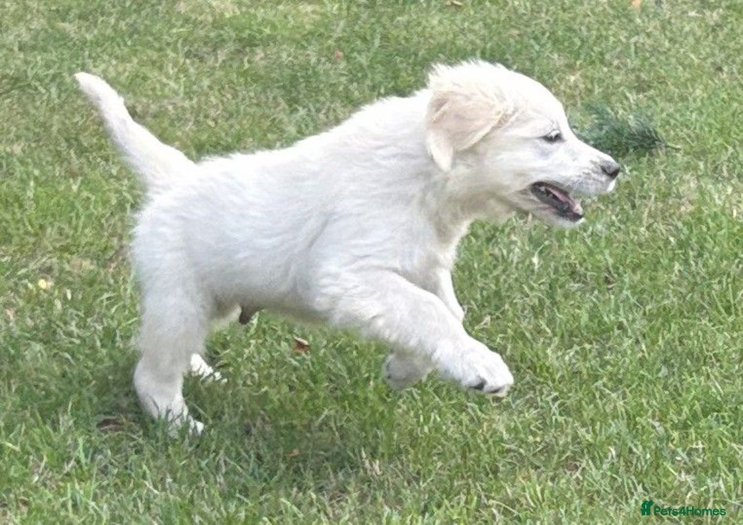 Golden Retriever dogs for sale: KC Registered  boy from 5 Star Breeder  - Image 18