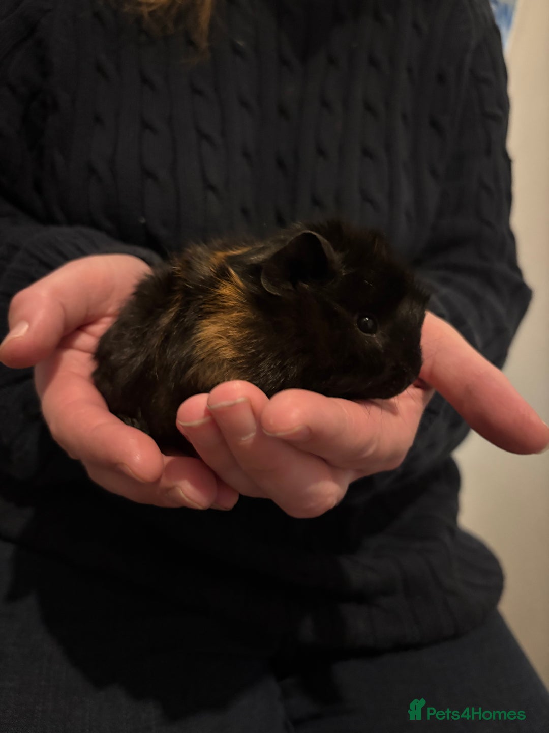 Guinea Pig rodents for sale: 6 Stunning boys looking for their forever homes - Advert 2