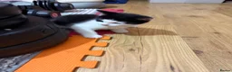 Mixed Breed cats for sale: 2 beautiful kittens for sale . Cat for sale  in Bromley - Advert 3