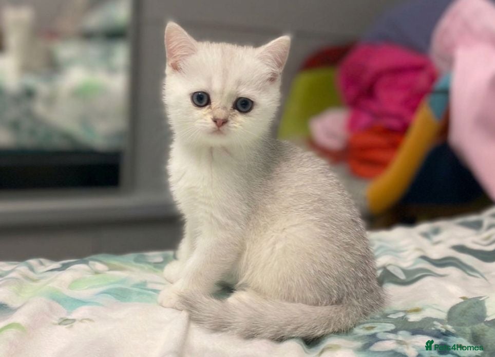 Scottish Fold cats Adorable Scottish Fold & Straight Kittens - Advert 1