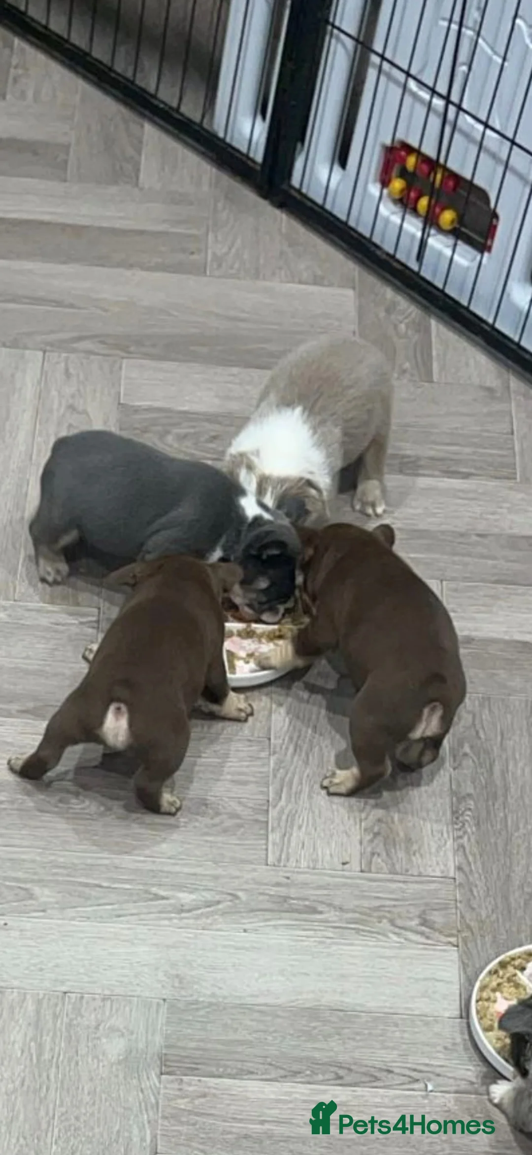 French Bulldog dogs for sale: French Bulldog Babies - Ready Now - Advert 2