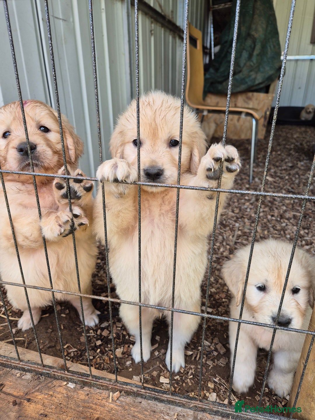 Golden Retriever dogs for sale: Beautiful golden retriever puppies. - Image 5