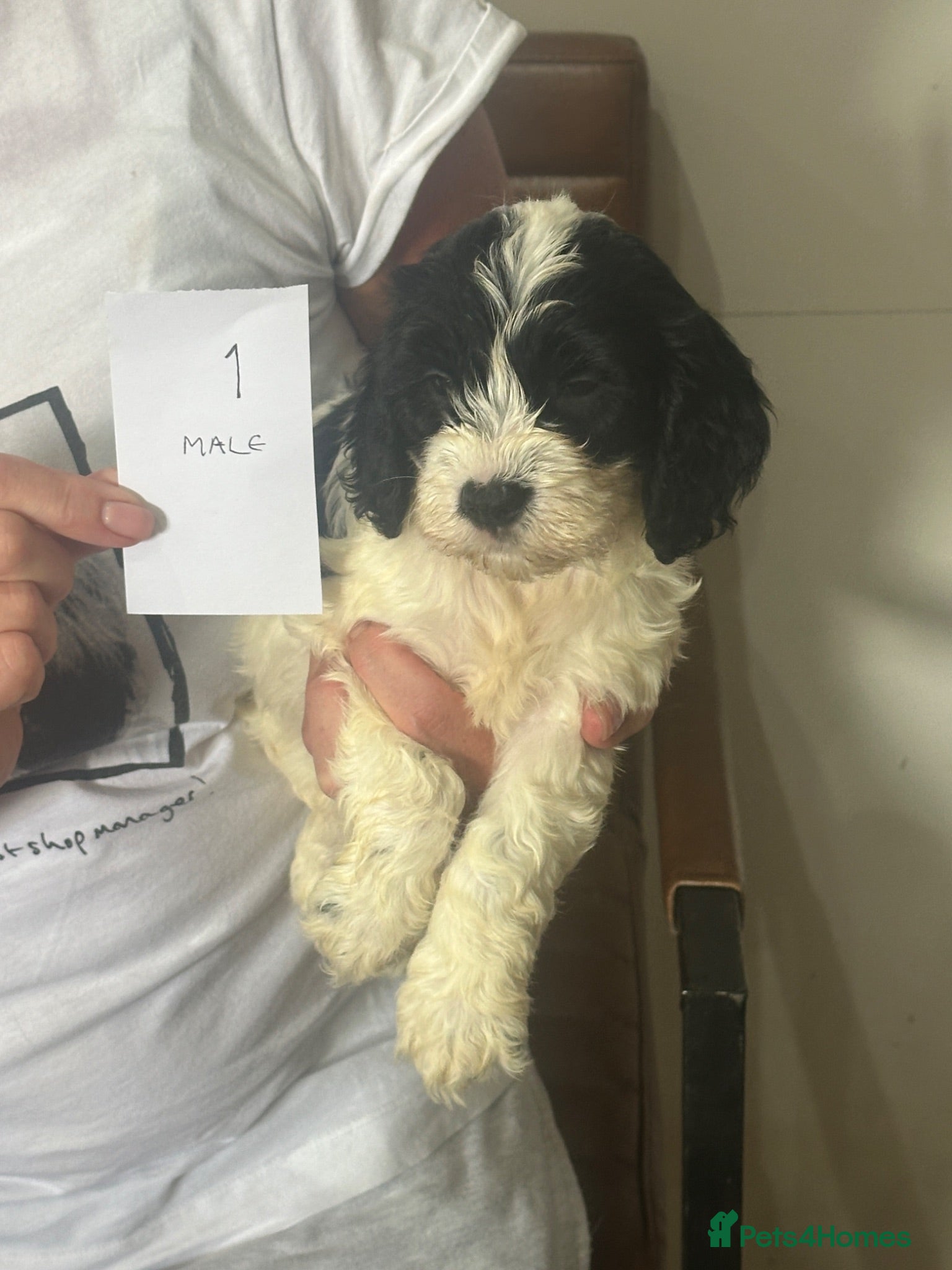 Mixed Breed dogs Cocker Spaniel x Cavapoo puppies available  - Advert 2