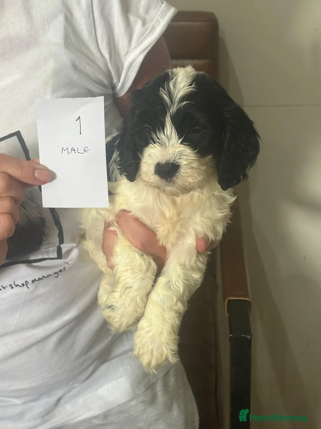 Mixed Breed dogs for sale: Cocker Spaniel x Cavapoo puppies available  - Advert 1