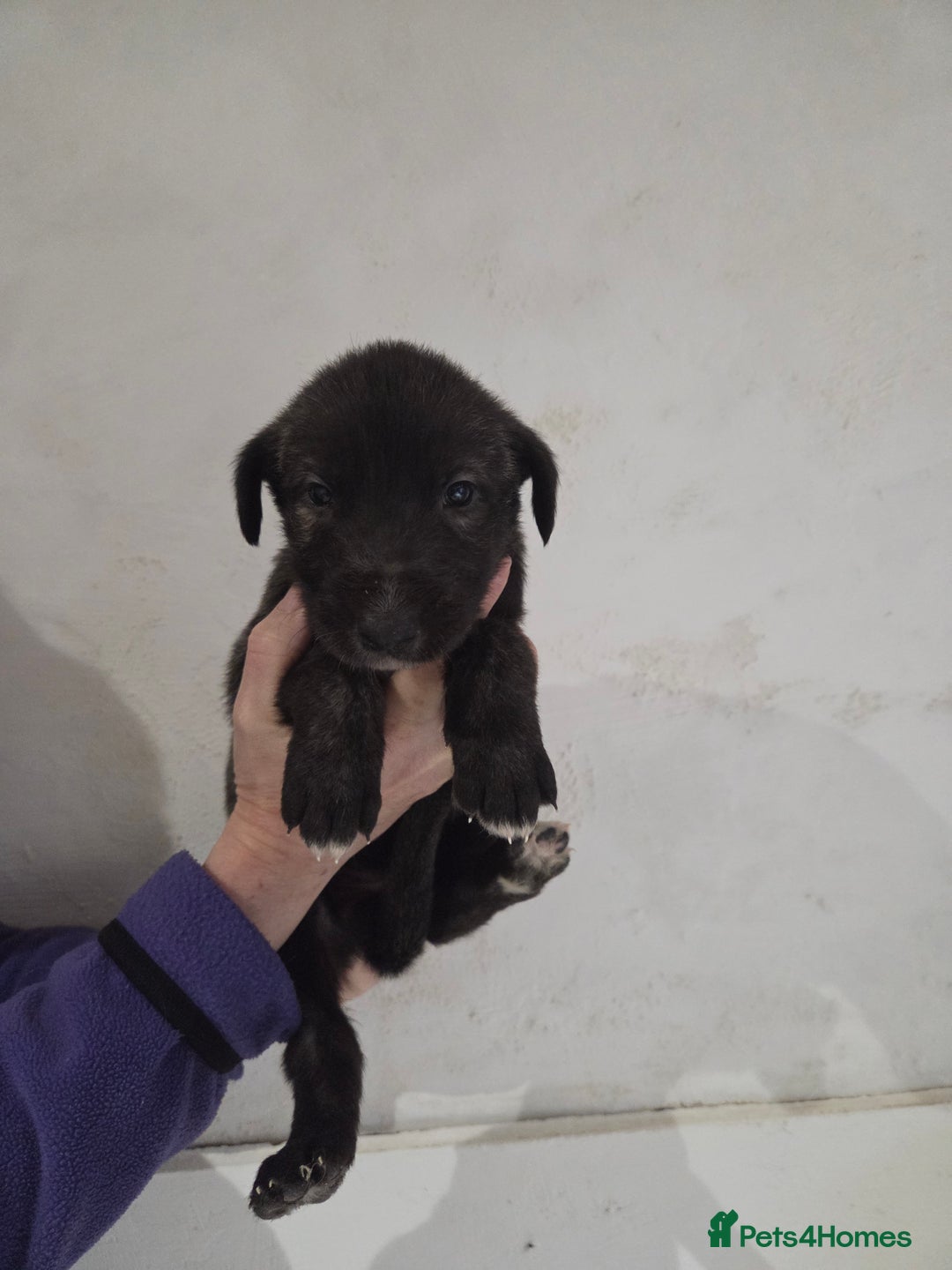 Irish Wolfhound dogs for sale: Irish wolfhound puppies for sale - Advert 3