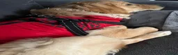 Golden Retriever dogs for sale: Brown - Advert 1