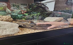 Boa Snake reptiles for sale: Female Boa Constrictor - Image 4