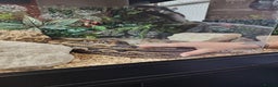 Boa Snake reptiles for sale: Female Boa Constrictor - Advert 4