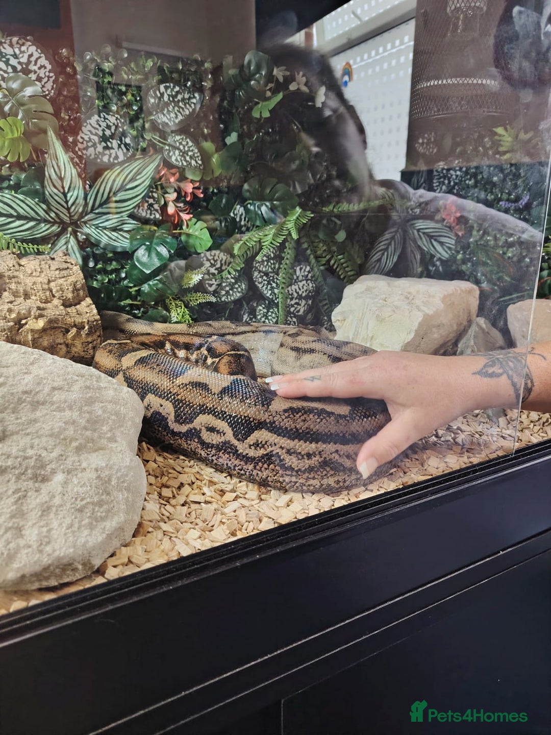 Boa Snake reptiles for sale: Female Boa Constrictor - Image 4