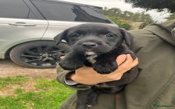 Mixed Breed dogs for sale: Border Terrier X Puppies  - Image 5