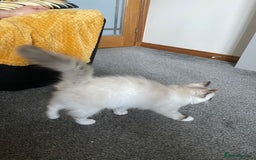 Ragdoll cats for sale: Ragdoll adults Purebred pedigree 5 generations  - Advert 35