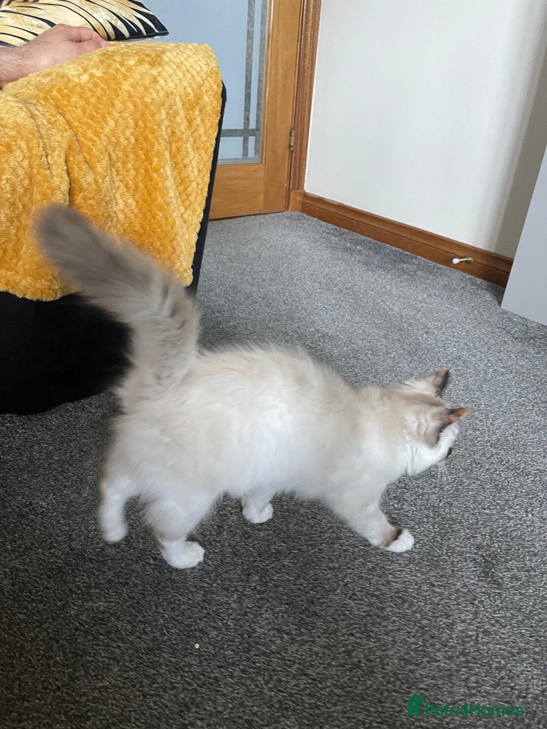 Ragdoll cats for sale: Ragdoll adults Purebred pedigree 5 generations  - Advert 35