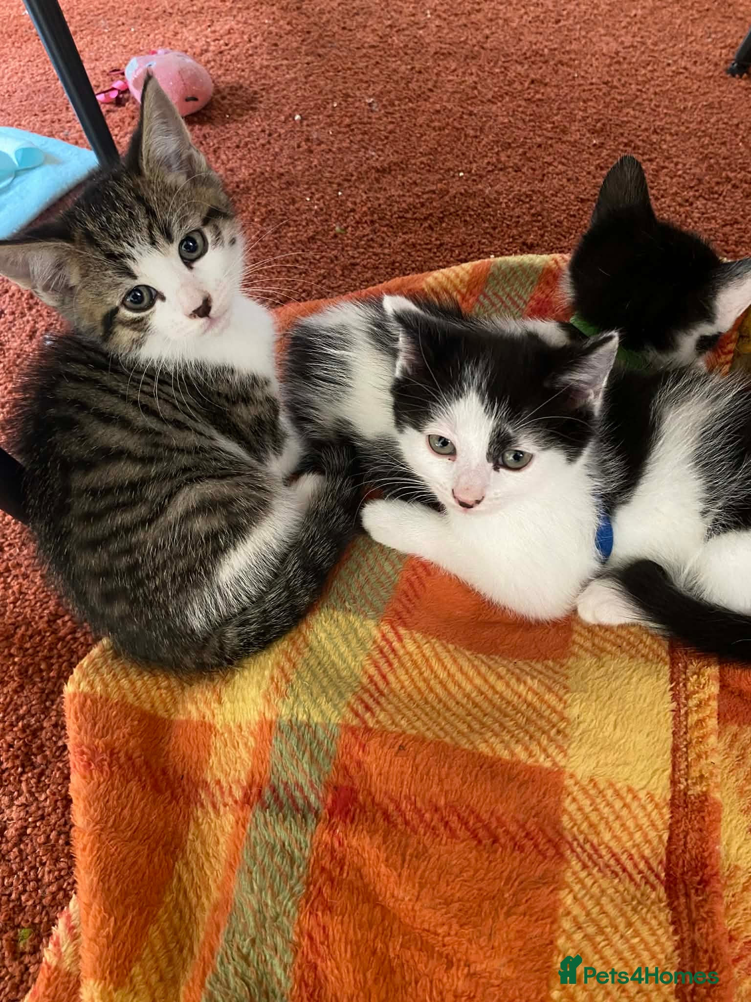 Mixed Breed cats A litter of beautiful kittens. - Advert 1