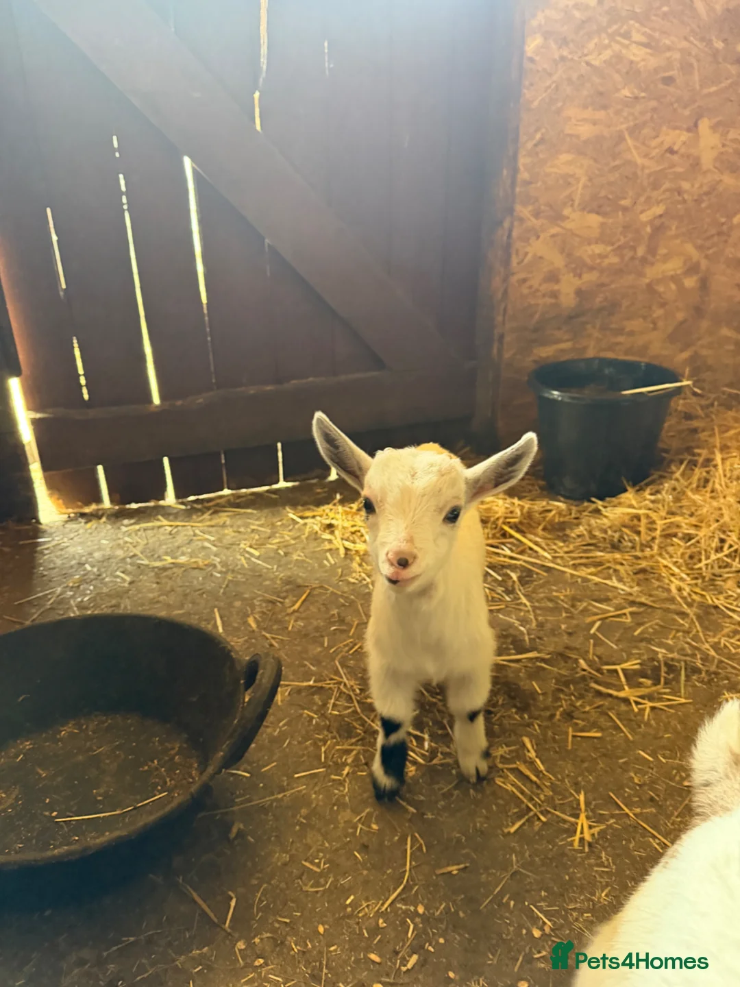 Goats livestock for sale: Pygmy billy goat kid  in Huntingdon - Advert 1