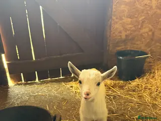 Goats livestock Pygmy billy goat kid - Advert 4