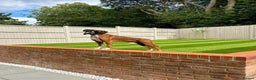 Boxer dogs for stud: PROVEN KC REGISTERED BOXER STUD - Red Flashy Male in London - Advert 20