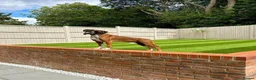 Boxer dogs for stud: PROVEN KC REGISTERED BOXER STUD - Red Flashy Male in London - Advert 20