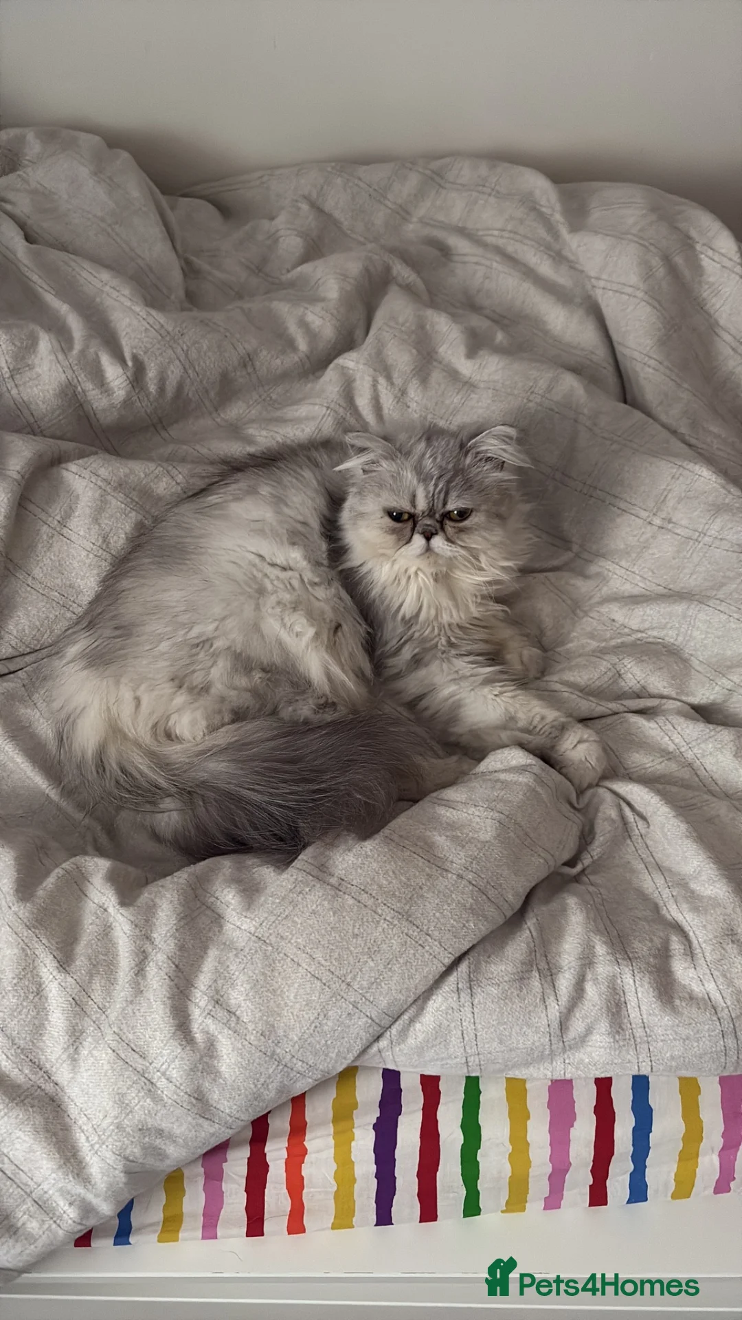 Persian cats for sale: Rover (male) - Advert 4