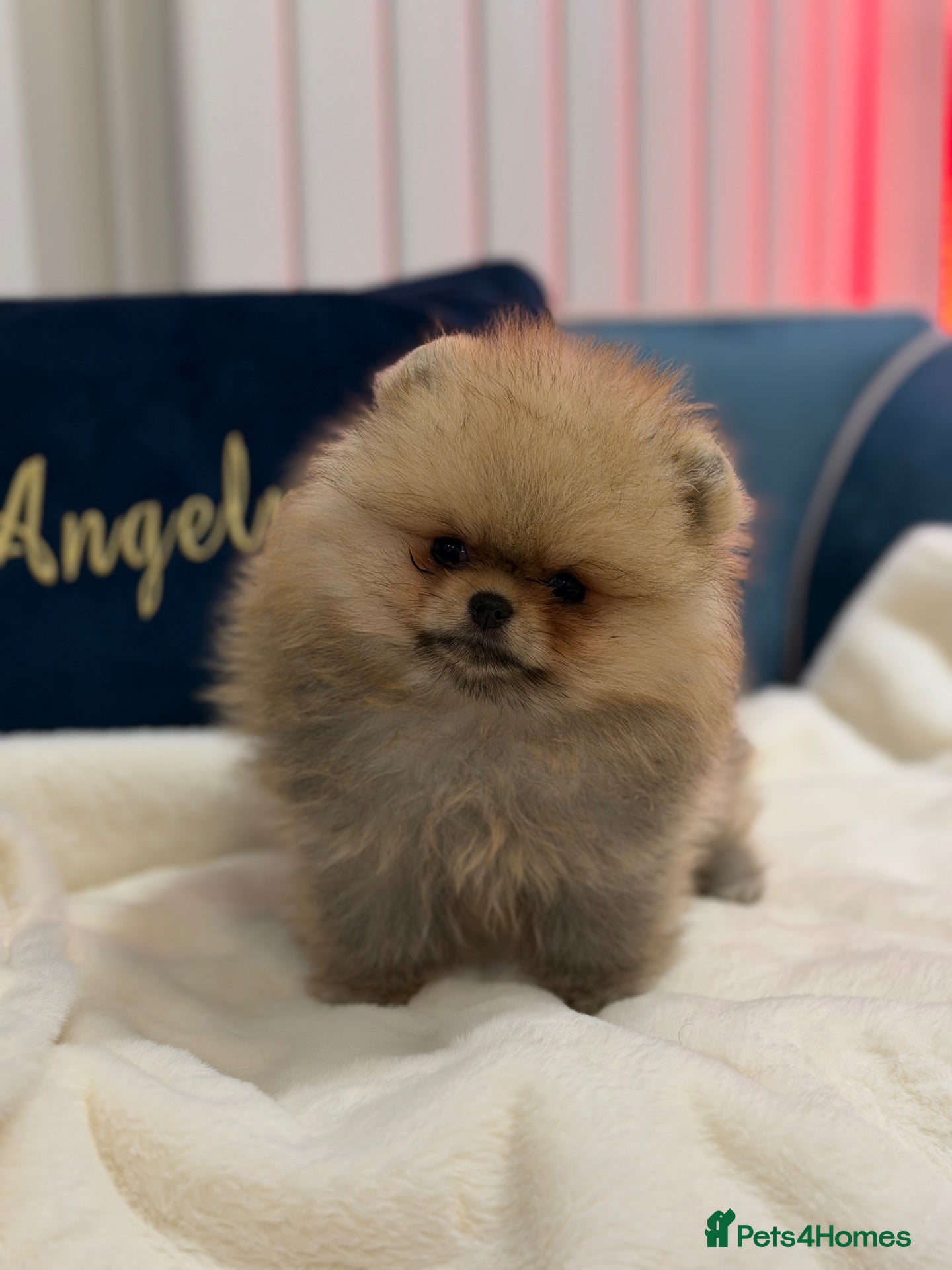 Pomeranian dogs for sale: Micro size teddy  face  - Advert 1