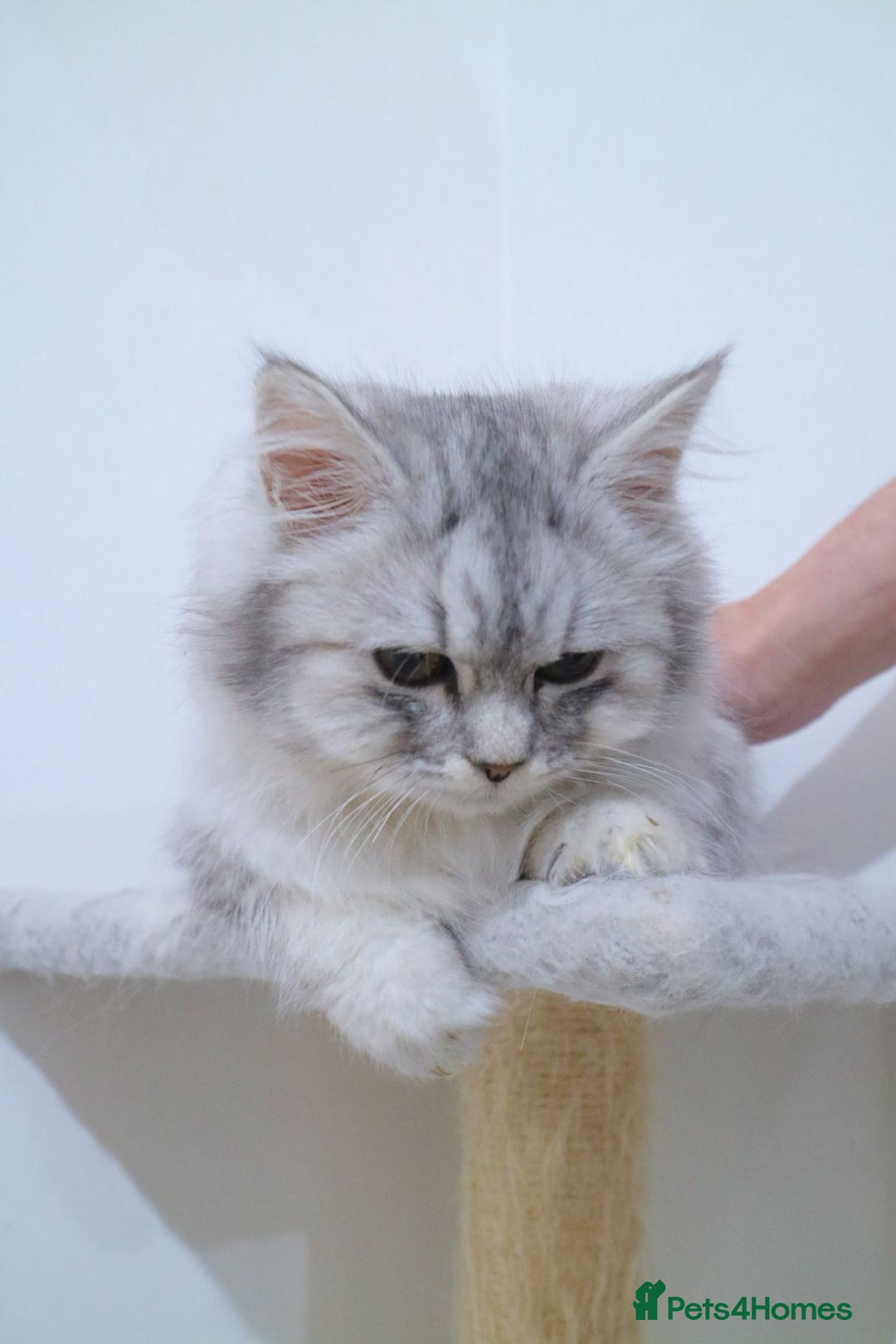 Persian cats for sale: Persian kitten 2 boys and 1 girl left - Advert 16