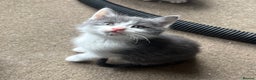 Mixed Breed cats for sale: Beautiful black/white/grey kittens for sale - Advert 7
