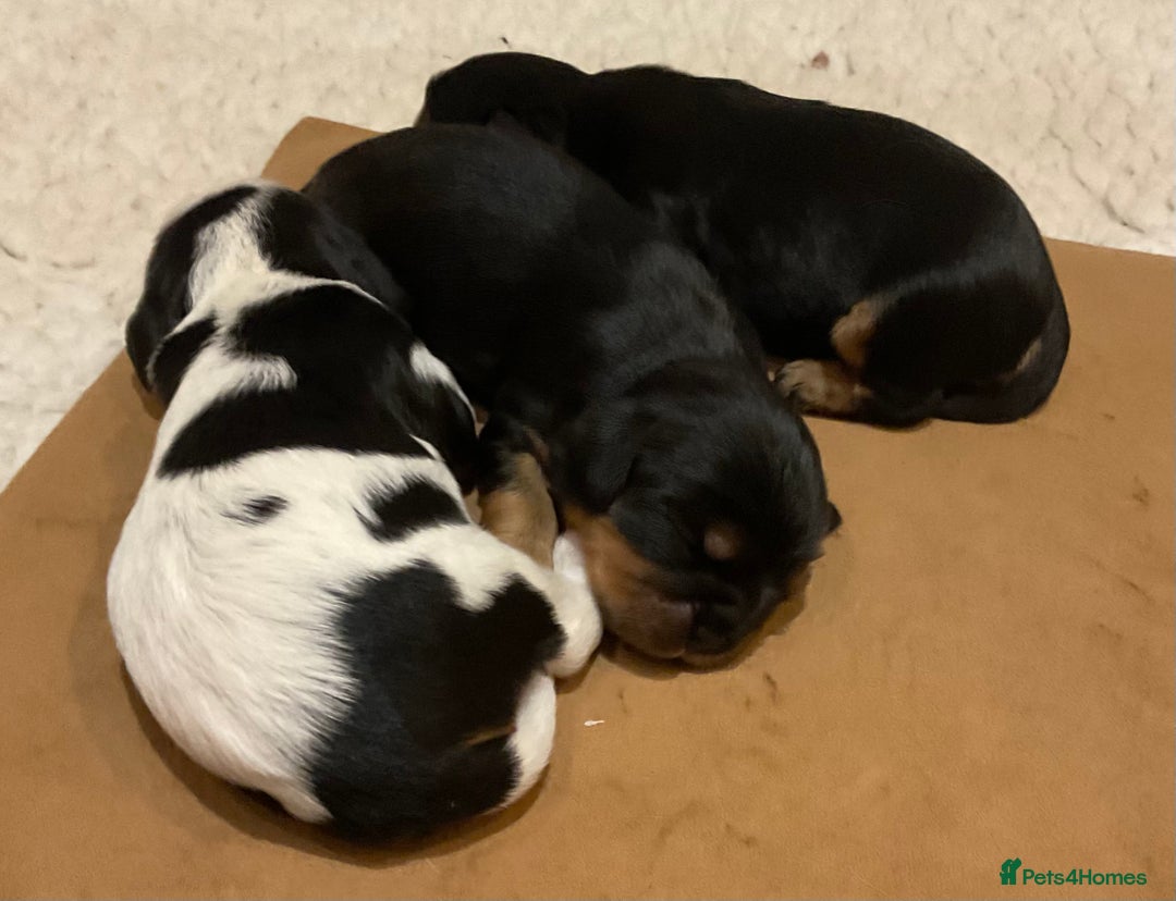 Cavalier King Charles Spaniel dogs for sale: Pure breed cavalier King Charles puppies - Advert 1