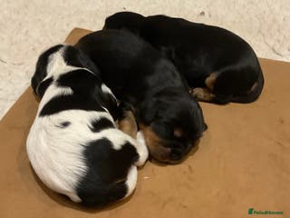 Cavalier King Charles Spaniel dogs Pure breed cavalier King Charles puppies - Advert 2