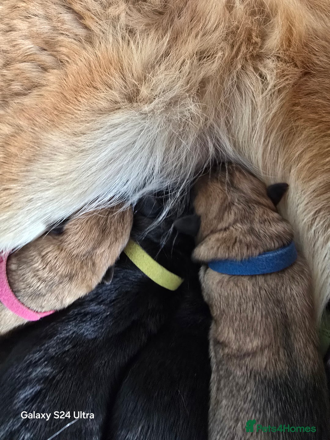 German Shepherd dogs for sale: KC Reg German Shepard's - Advert 12