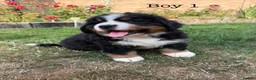 Bernese Mountain Dog dogs for sale: BEAUTIFUL BERNESE MOUNTAIN DOG PUPPIES-4 BOYS !!! - Advert 10