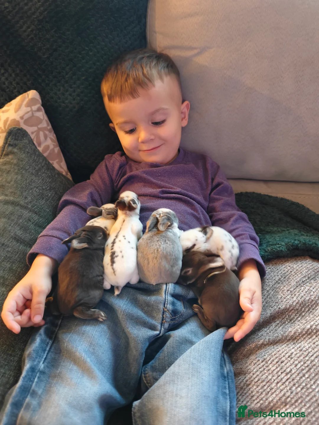 Rex rabbits for sale: Mini Rex Does - Advert 12