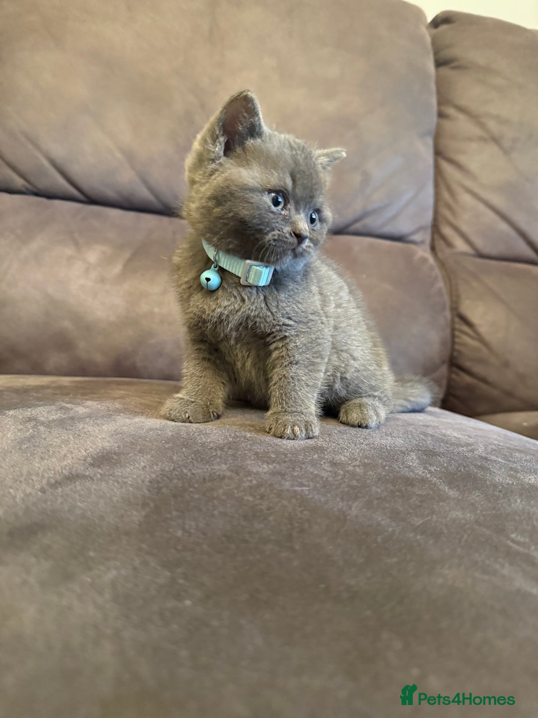 British Shorthair cats for sale: British short hair kittens  - Advert 5