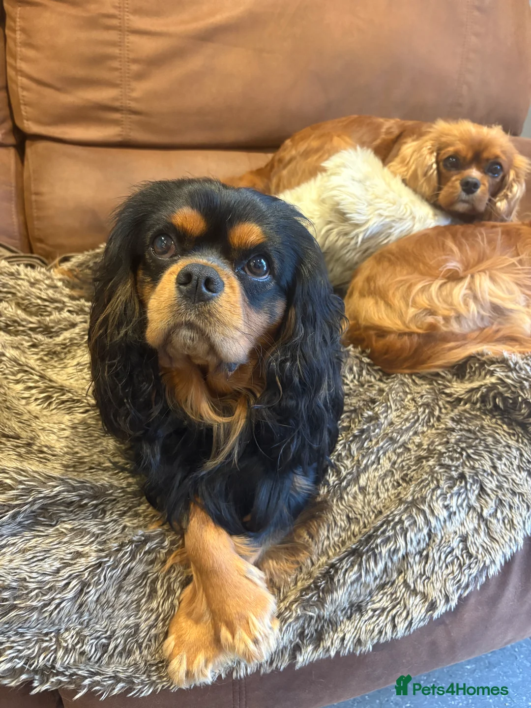 Cavalier King Charles Spaniel dogs for stud: STUD ONLY KC Cavalier KC Black and Tan stunning - Advert 7