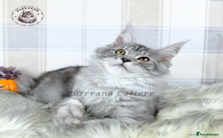 Maine Coon cats - Advert 3