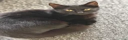 Bombay cats for sale: One year old beautiful Luna  in Rugby - Advert 4
