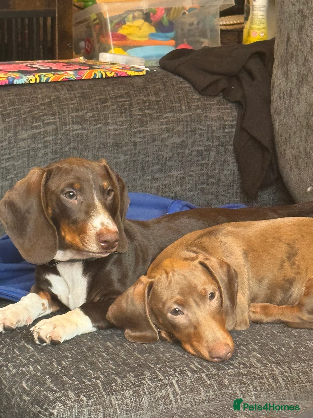 Dachshund dogs for sale: 7mth old needs new home  - Advert 2
