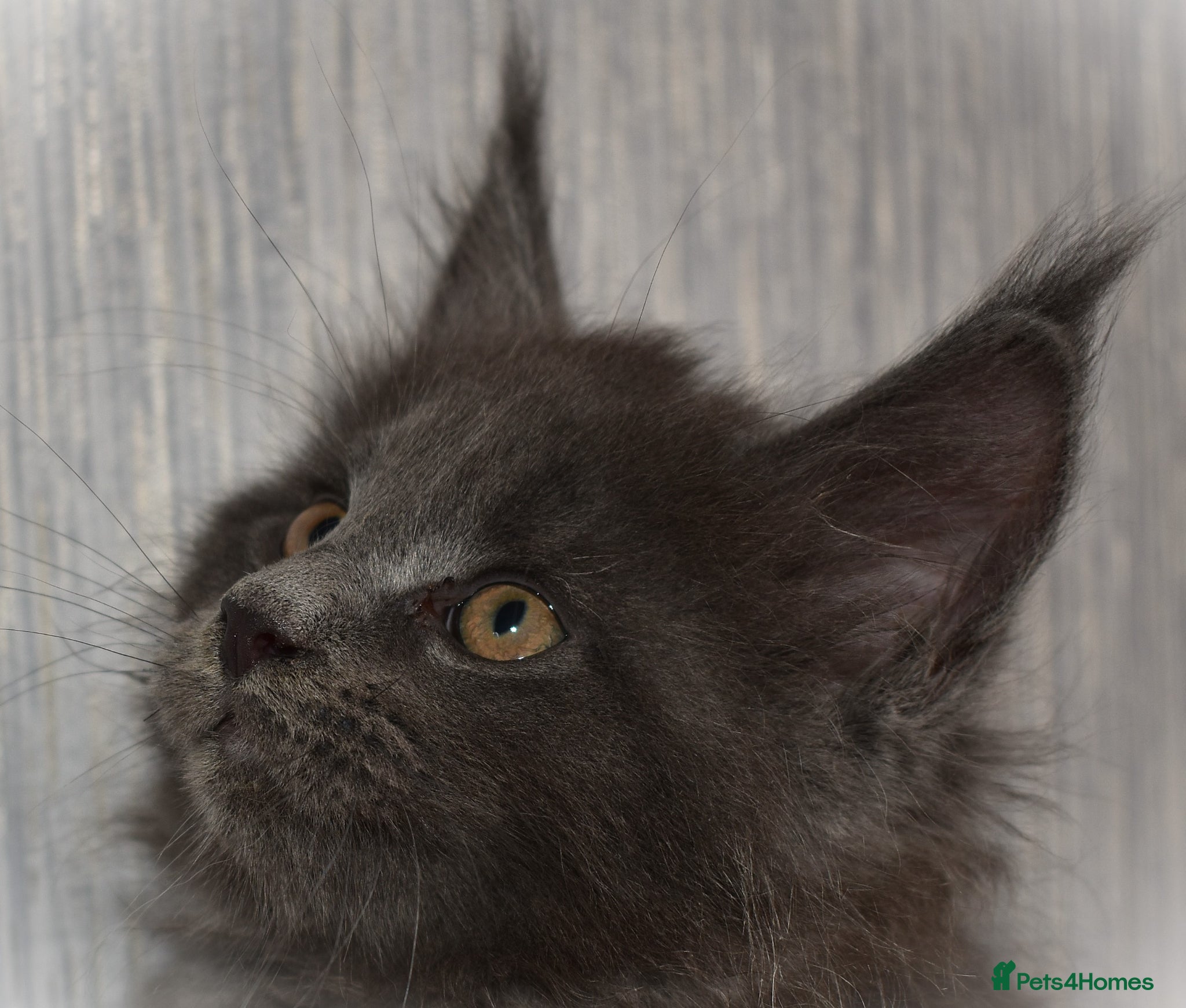 Maine Coon cats 👻😻 TICA REGISTERED Maine coon for sale👻😻 - Advert 2