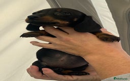 Dachshund dogs for sale: Dachshund puppies  - Image 13