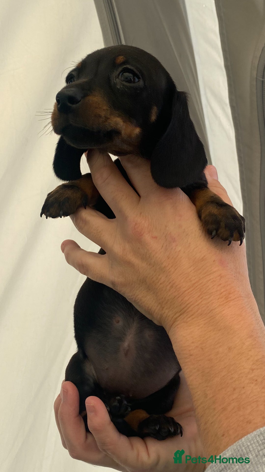 Dachshund dogs for sale: Dachshund puppies  - Image 13