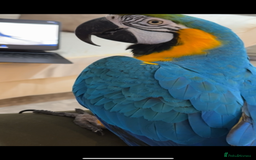 Macaws birds for sale: Beautiful blue and gold macaw Age 2  - Image 7