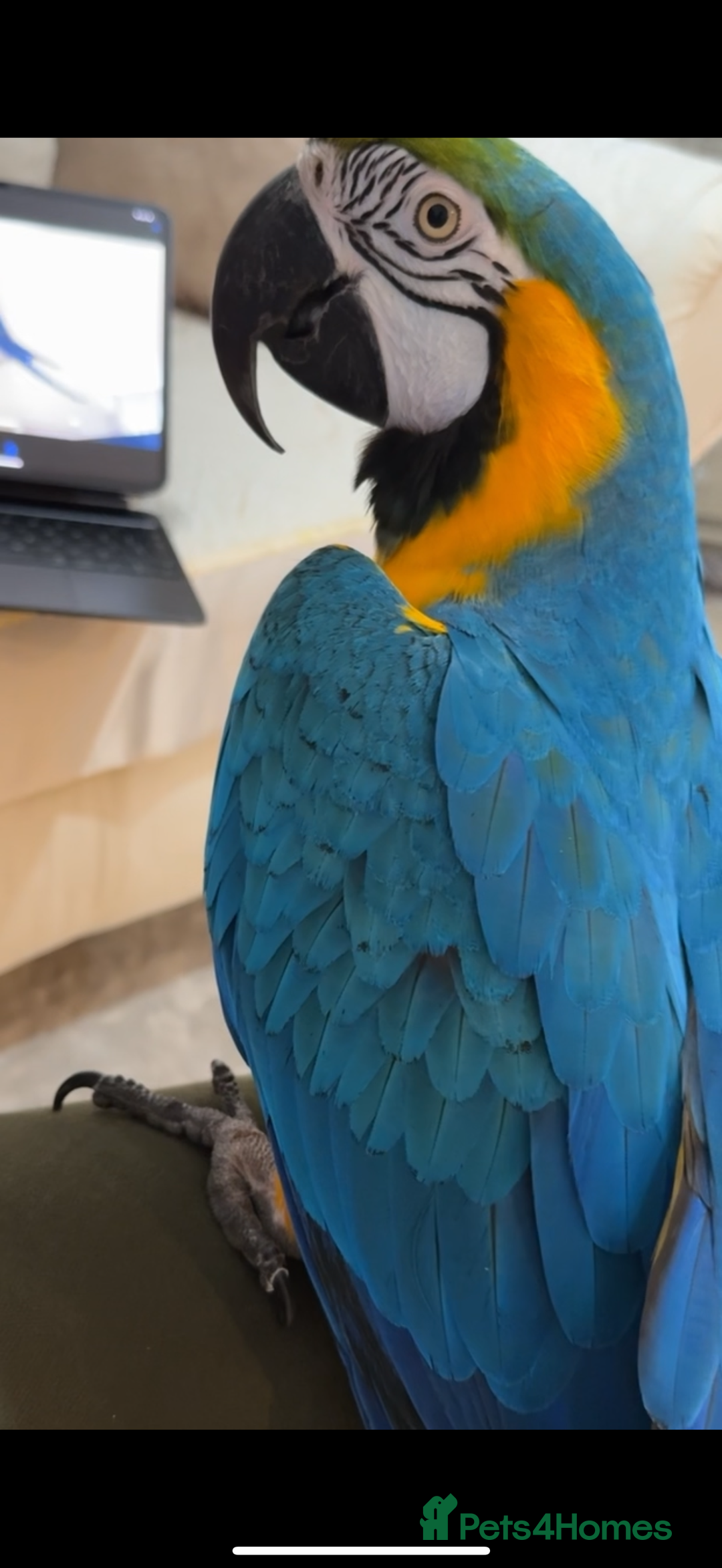 Macaws birds for sale: Beautiful blue and gold macaw Age 2  - Image 7