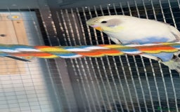 Budgerigars birds for sale: 2 budgies  - Image 4