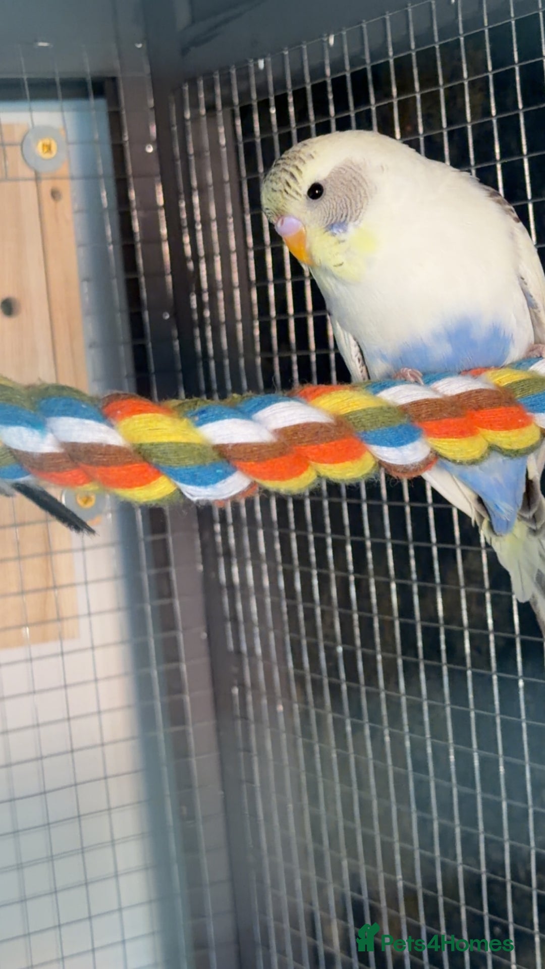 Budgerigars birds for sale: 2 budgies  - Image 4